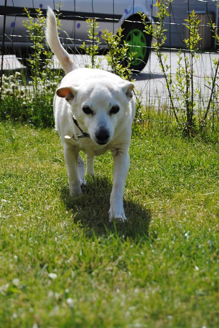 Blanding af racer Anton - 7* Kom så smukke, løb løb ..:D billede 7