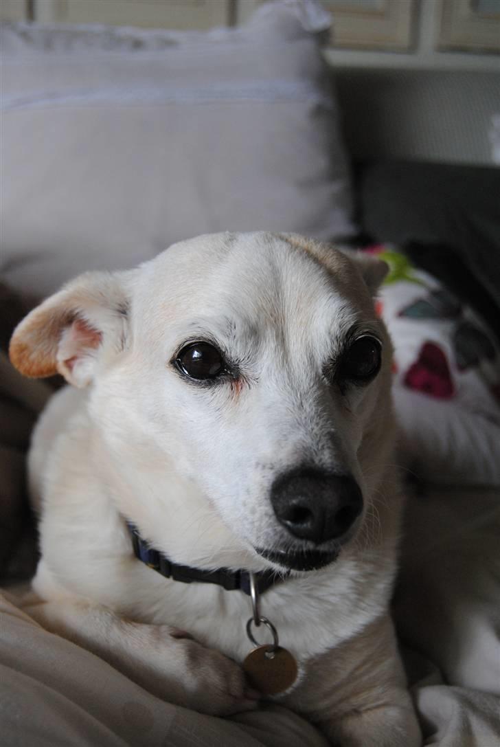 Blanding af racer Anton - 8* Fordi jeg gemte det bedste til sidst! :´D billede 8