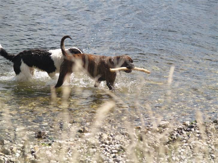 Landseer Gaia billede 4