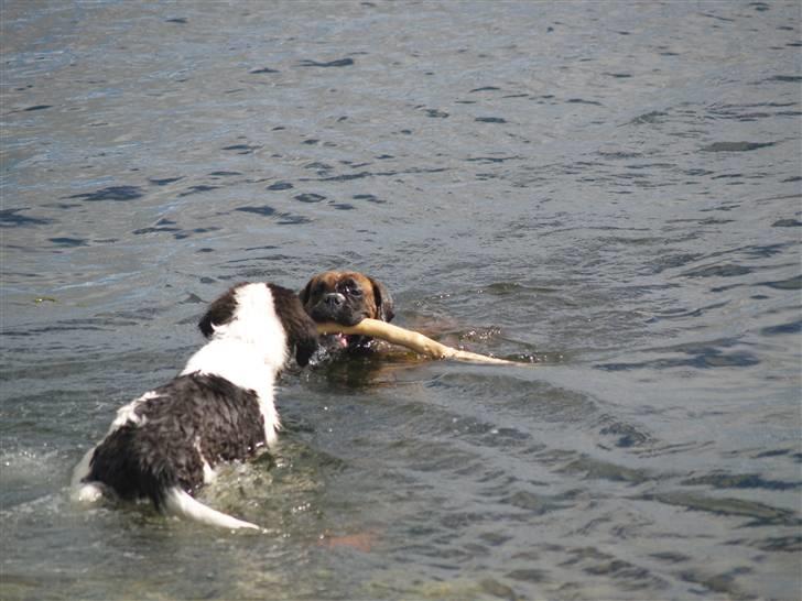 Landseer Gaia billede 5