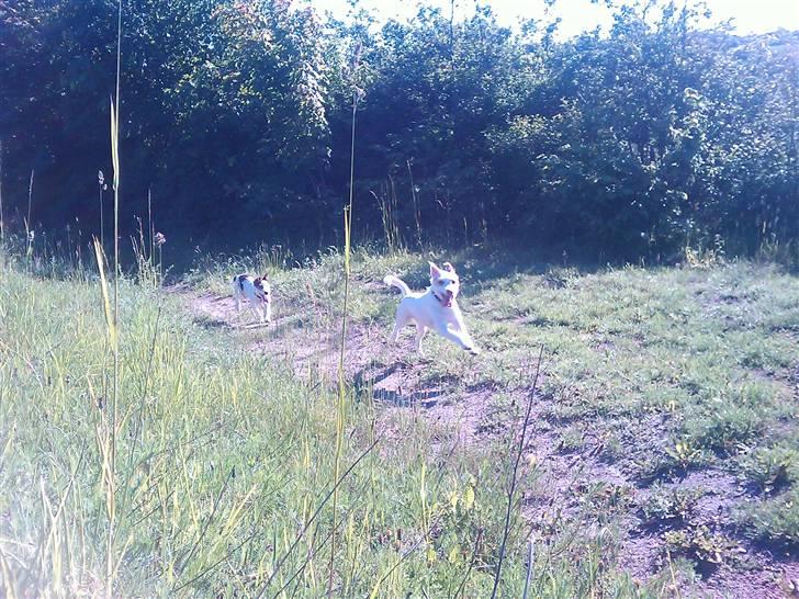 Jack russell terrier Oskar billede 12