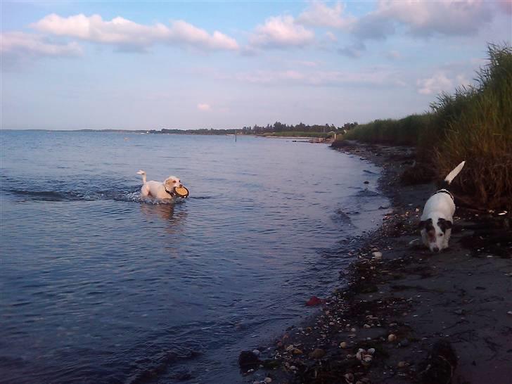 Jack russell terrier Oskar billede 13