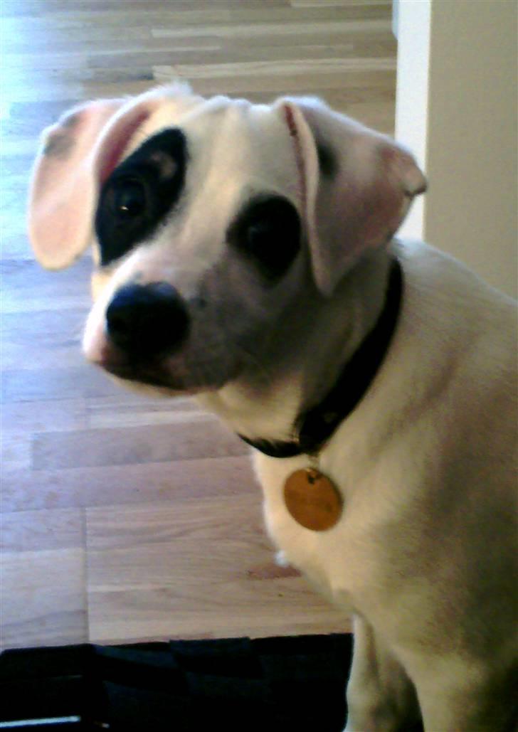 Dansk svensk gaardhund Holger billede 9