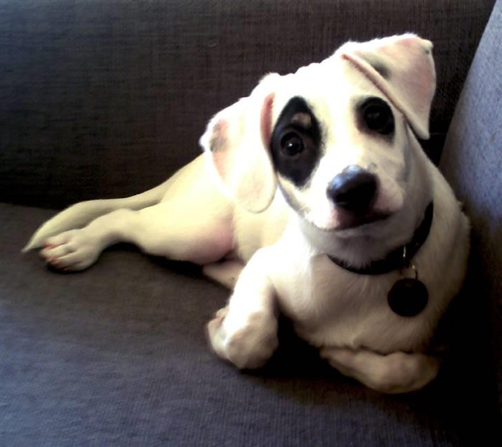 Dansk svensk gaardhund Holger billede 13