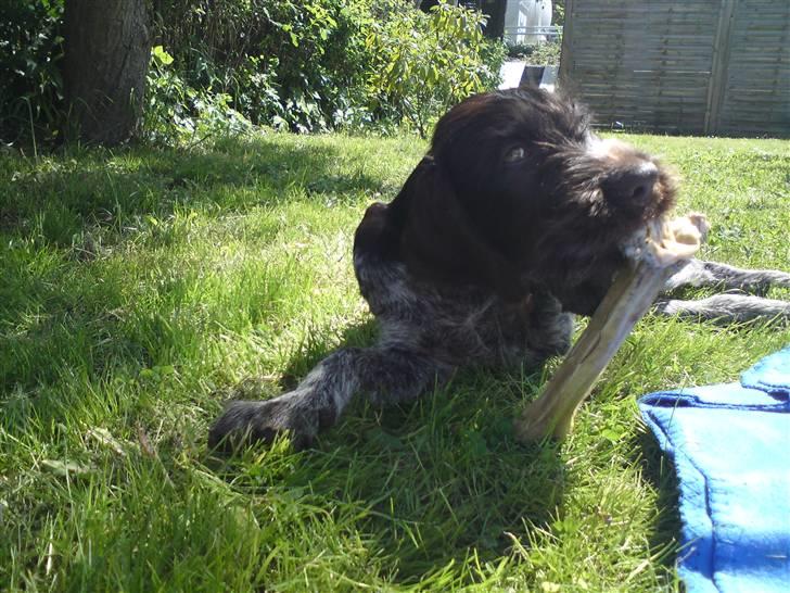 Ruhåret hønsehund Tjok billede 6