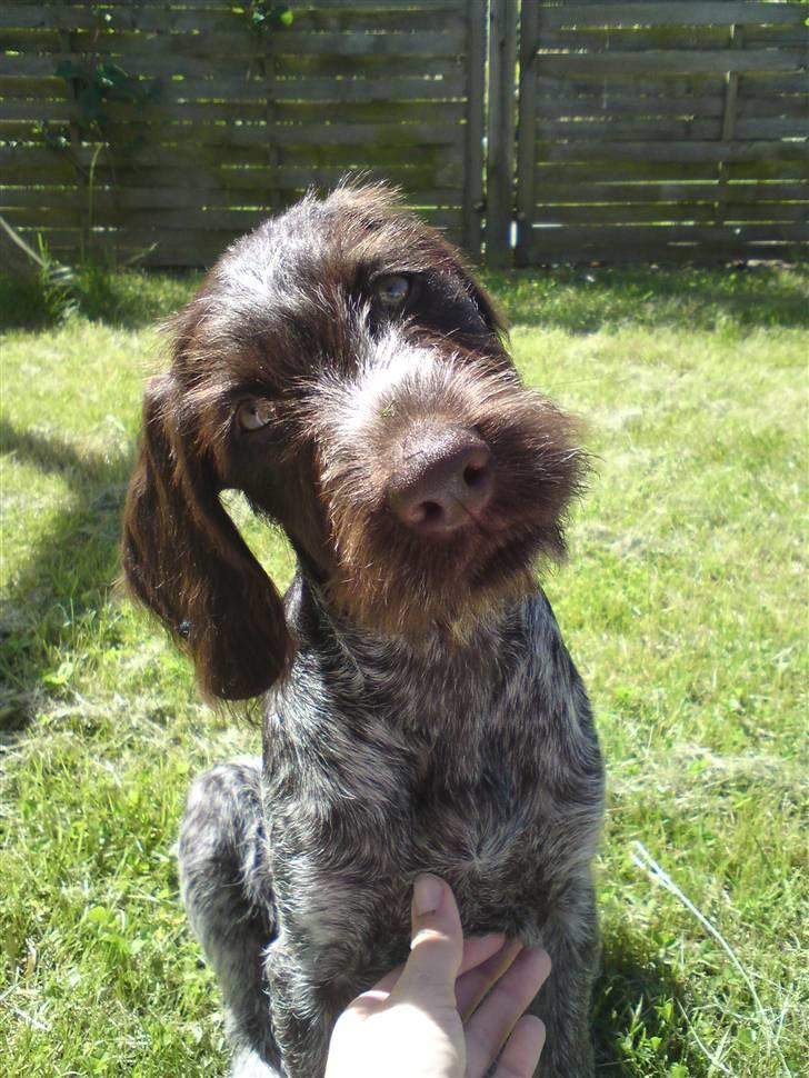 Ruhåret hønsehund Tjok billede 7