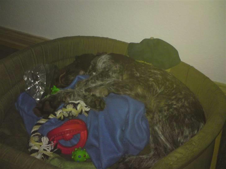 Ruhåret hønsehund Tjok billede 8