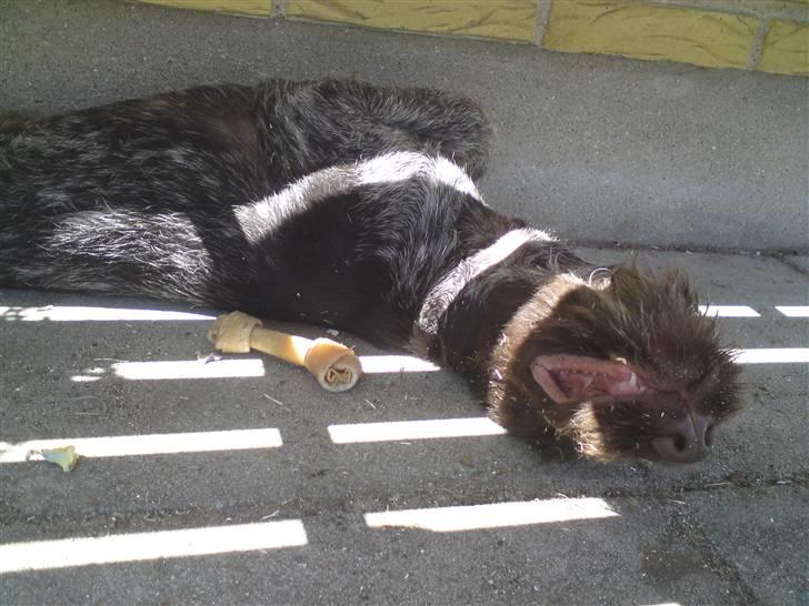 Ruhåret hønsehund Tjok billede 9