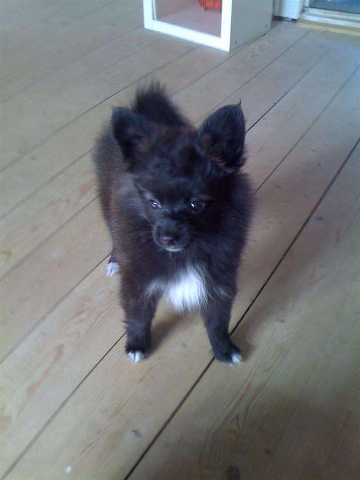 Papillon /Pomeranian -Tino <3 - Hej alle sammen (:  Jeg hedder Tino. jeg er en blanding af en papillon og pomeranian. Jeg byder jer alle hjertelig velkommen til min profil <3 billede 1