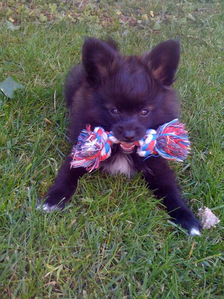 Papillon /Pomeranian -Tino <3 - Tino - 10 uger-   billede 2