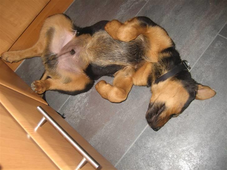 Blanding af racer Kato - what a hard dag.... billede 10