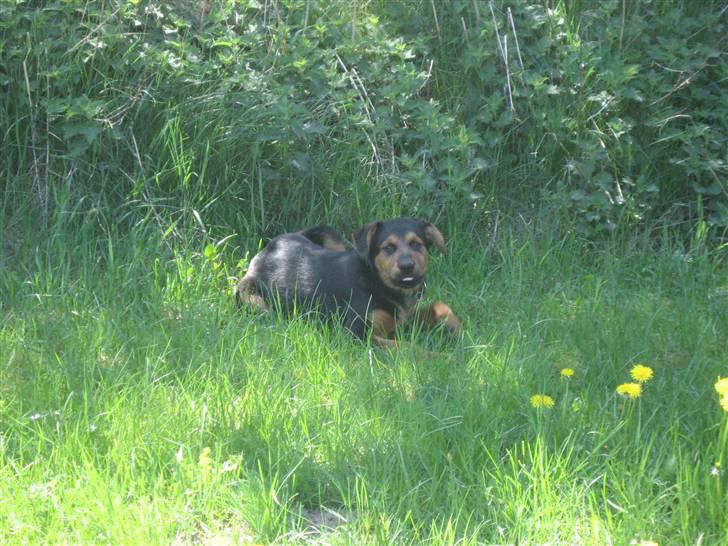 Blanding af racer Kato billede 11