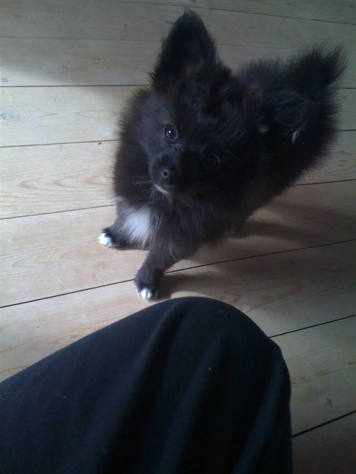 Papillon /Pomeranian -Tino <3 - What´s up dude ? :p billede 4