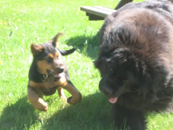 Blanding af racer Kato billede 12