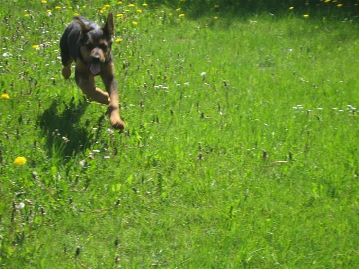 Blanding af racer Kato billede 13