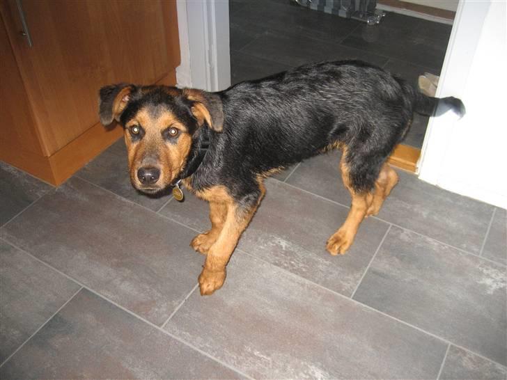 Blanding af racer Kato billede 14