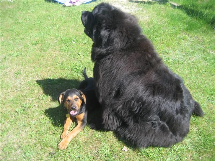 Blanding af racer Kato - Passer du på mig Basse... billede 15