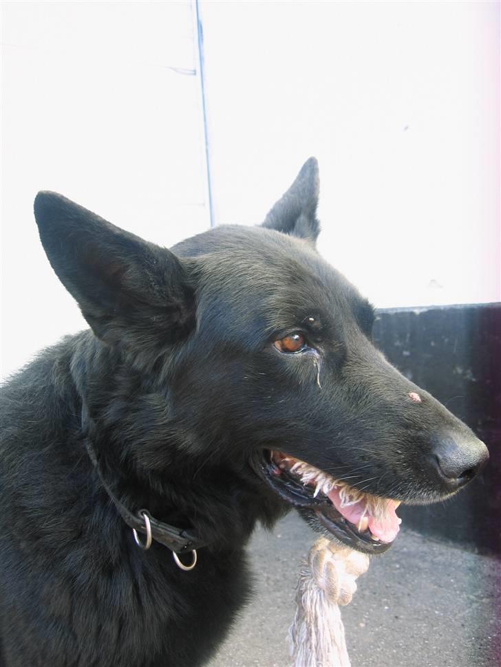 Schæferhund Isi <3 R.I.P ;´/ billede 7