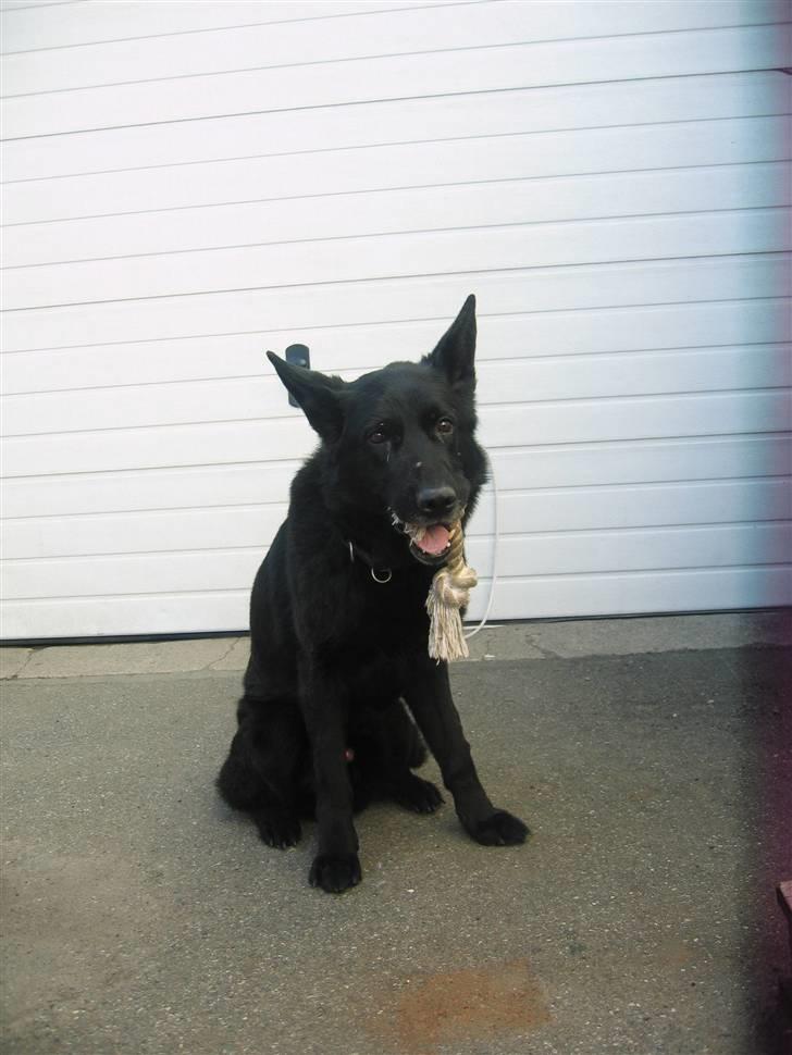 Schæferhund Isi <3 R.I.P ;´/ billede 8