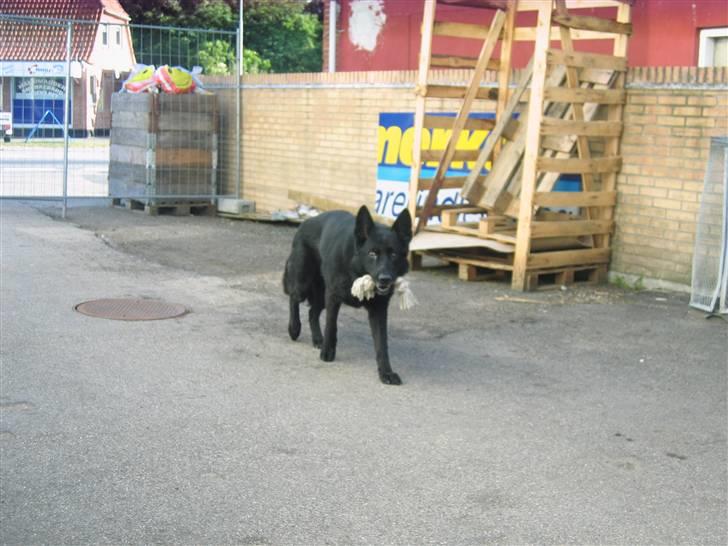 Schæferhund Isi <3 R.I.P ;´/ billede 9