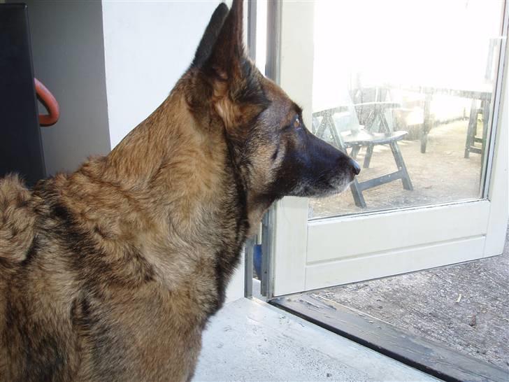 Malinois Zazu billede 15