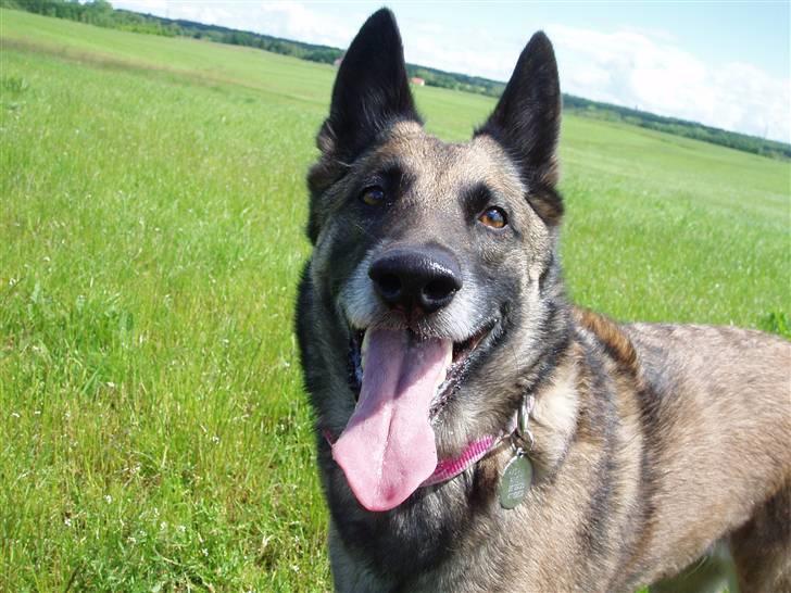 Malinois Zazu billede 16