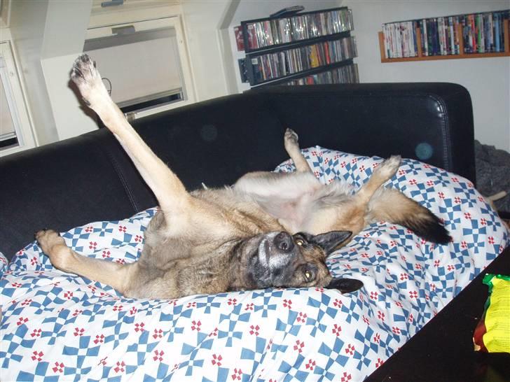 Malinois Zazu billede 17