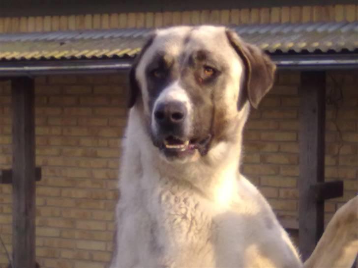 Kangal pasa billede 8