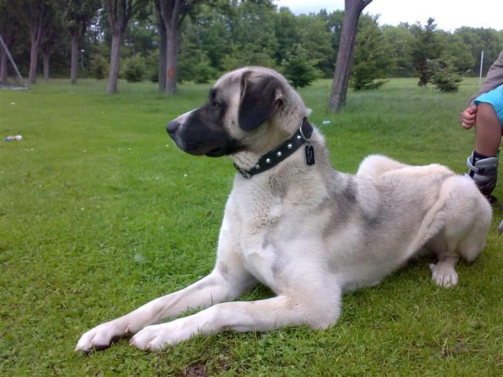 Kangal pasa billede 9