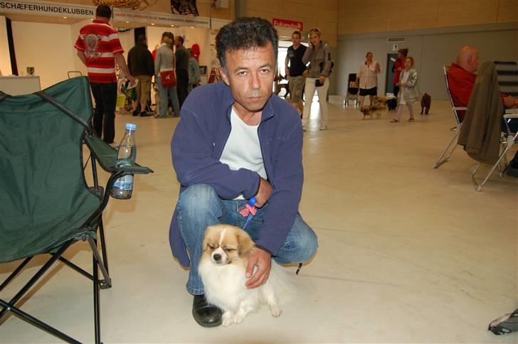 Tibetansk spaniel De'sade Hannibal billede 20