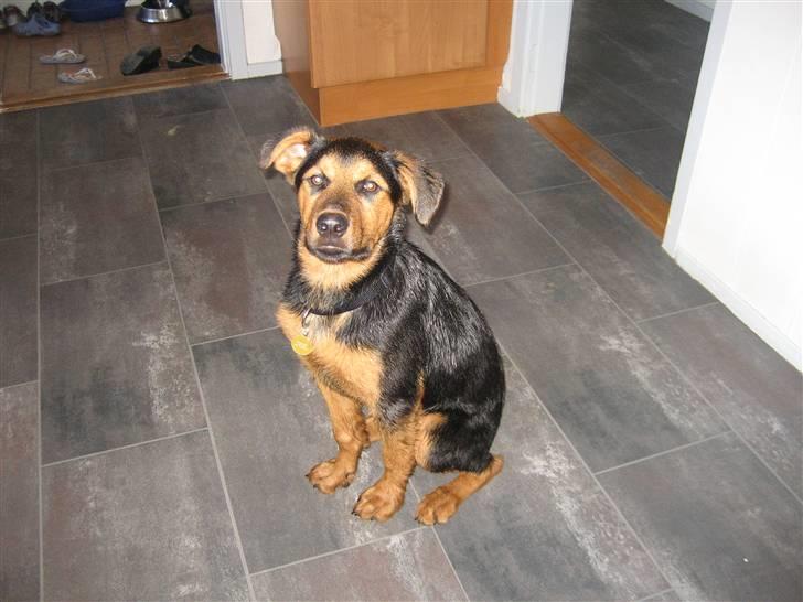 Blanding af racer Kato - lige været i bad 26 juni 2010 billede 16