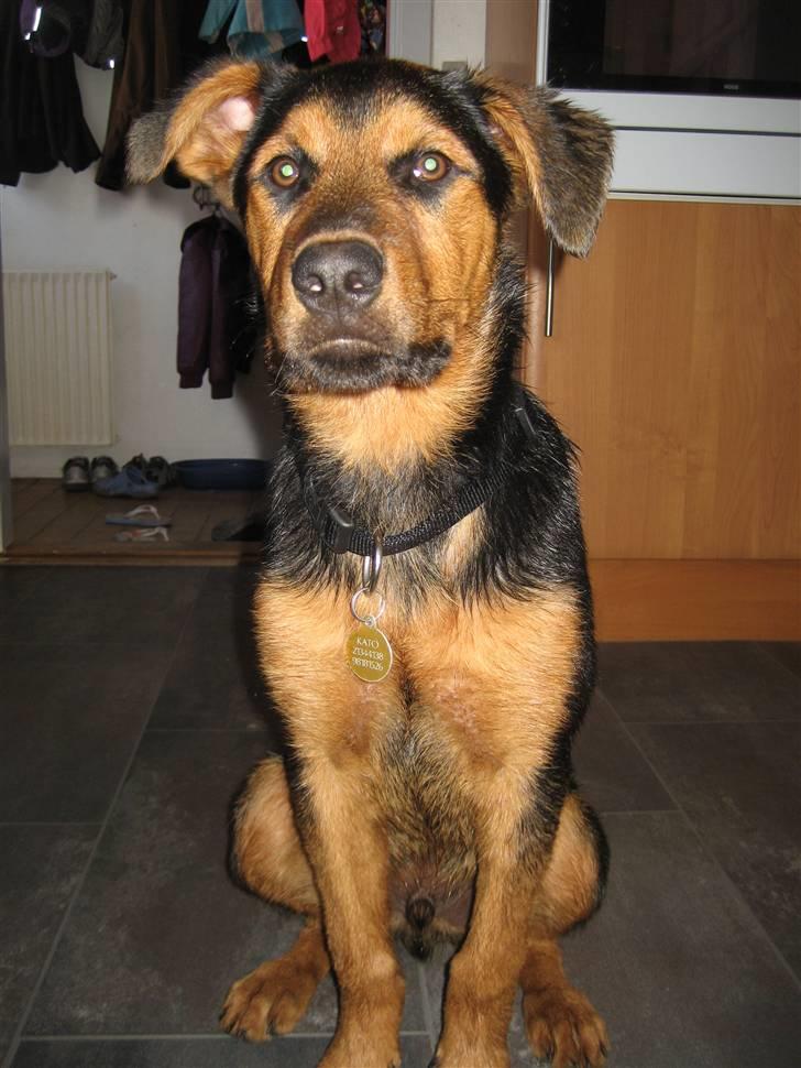 Blanding af racer Kato billede 17