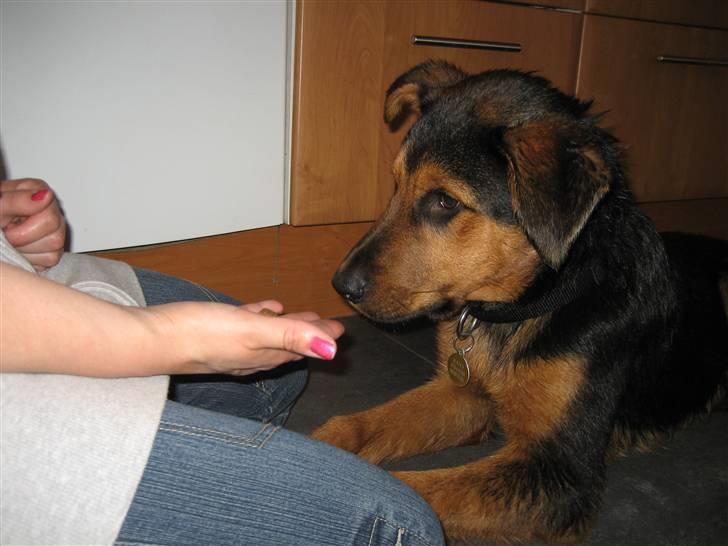 Blanding af racer Kato - han venter på jeg siger ja. billede 18