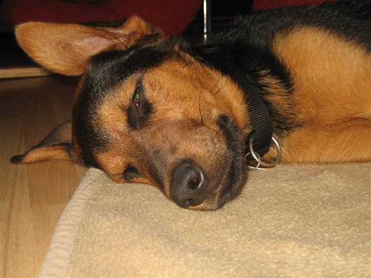 Blanding af racer Kato - god nat billede 19