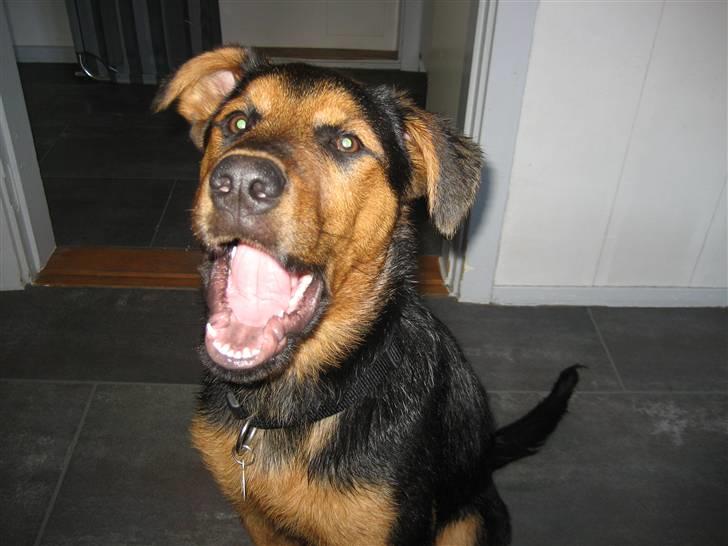 Blanding af racer Kato billede 20