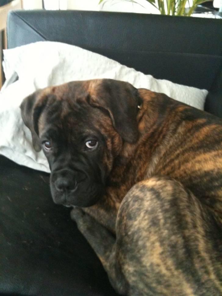 Bullmastiff Byron aka Bøffen - Det er lidt svært at stå for de øjne.. billede 1