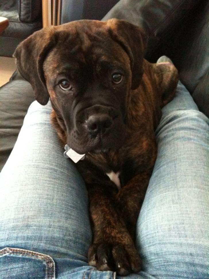 Bullmastiff Byron aka Bøffen billede 2