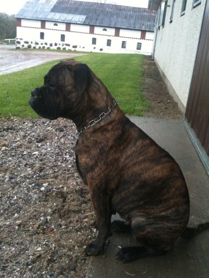 Bullmastiff Byron aka Bøffen - Mors lille statuehund:) billede 3