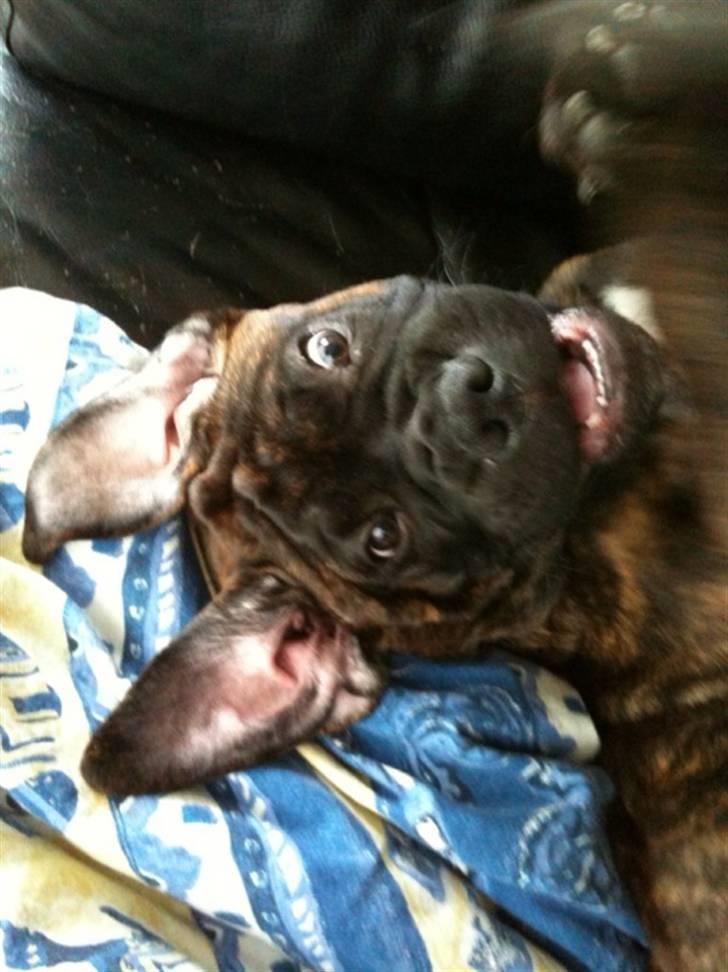 Bullmastiff Byron aka Bøffen - Ny race? Måske en batmastiff? billede 4