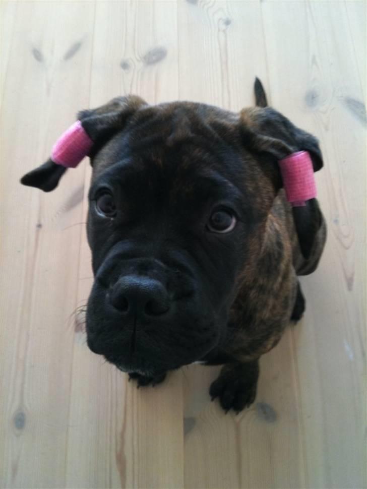 Bullmastiff Byron aka Bøffen billede 5