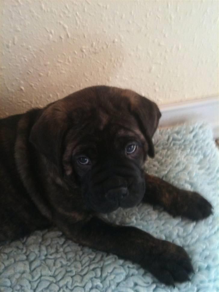 Bullmastiff Byron aka Bøffen - En baby bøf... billede 6