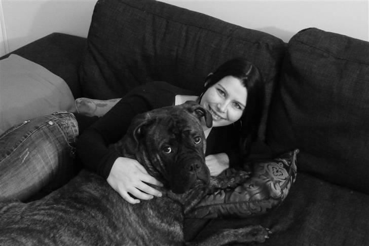 Bullmastiff Byron aka Bøffen - Det er altid godt med sofahygge:) billede 7