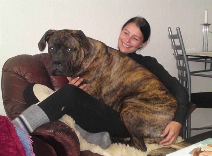 Bullmastiff Byron aka Bøffen - Der er altid plads til en lille bøf:) billede 8