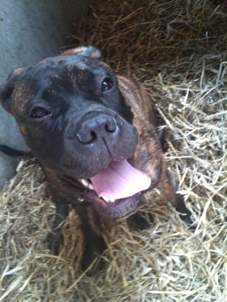 Bullmastiff Byron aka Bøffen billede 9