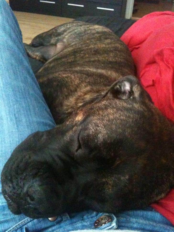 Bullmastiff Byron aka Bøffen - Det er hårdt når man har været med mor på arbejde en hel dag... billede 10