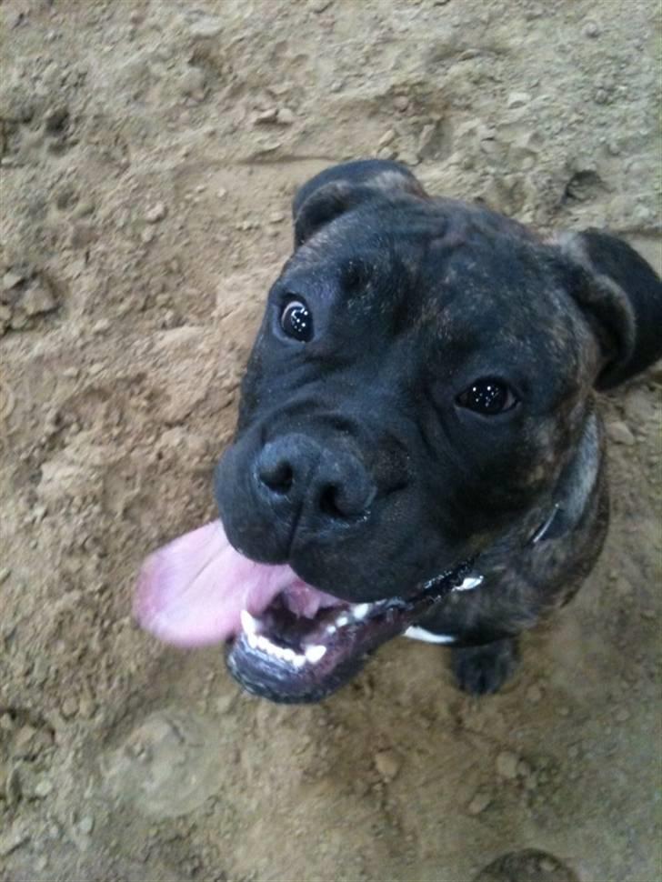 Bullmastiff Byron aka Bøffen billede 11