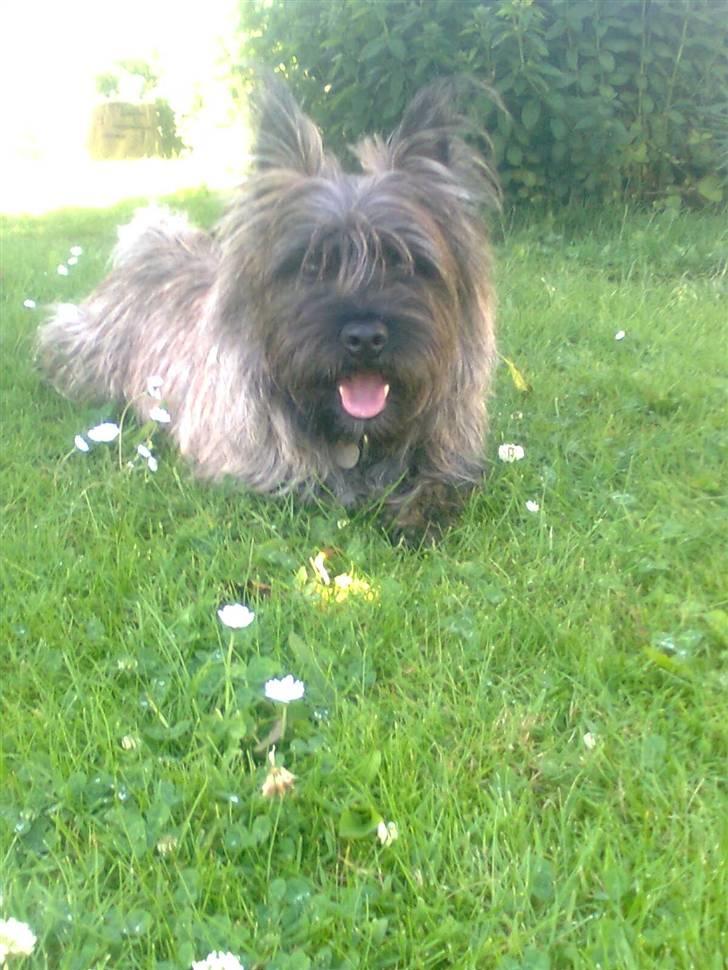 Cairn terrier Anton - Hejsa;D, velkommen til min helt egen profil!;D billede 1