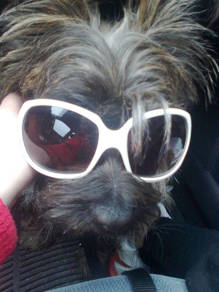 Cairn terrier Anton - paprazzi<´3 billede 2