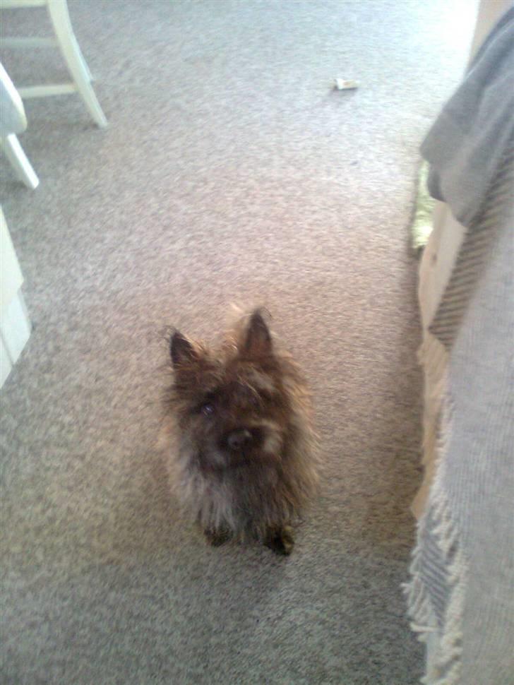 Cairn terrier Anton billede 3