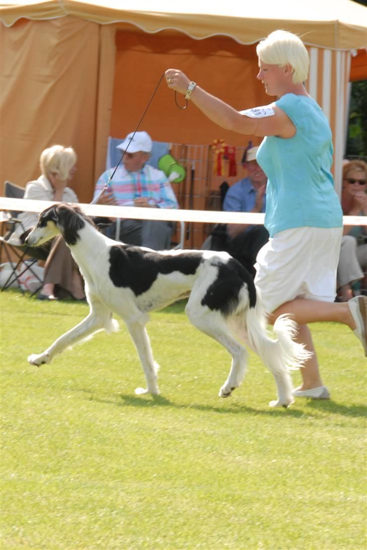 Saluki *Michael Kors DKCH* - Specialudstilling i Fredericia d. 23.06.10 billede 15